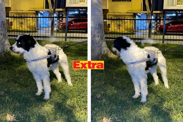 Los Olivos Perrito Fue Hallado Deambulando Por Las Calles Del Distrito