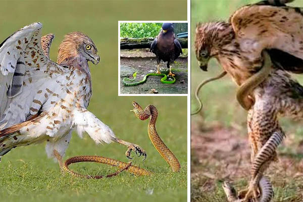 Águila vs. serpiente: ¿quién gana esta pelea? [VIDEO]