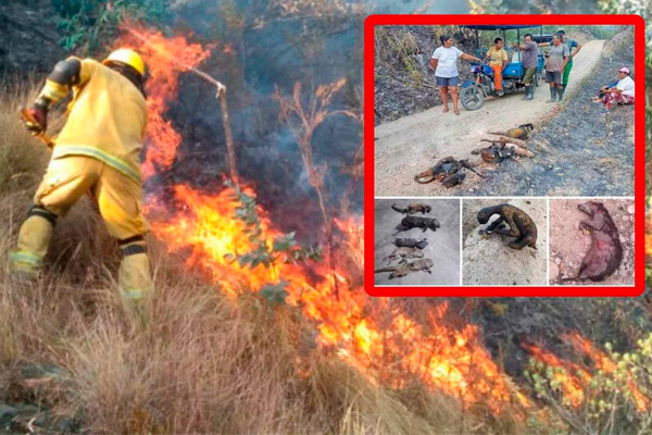 Cientos de animales muertos y miles afectados